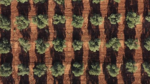 Aerial drone view of an olive trees plantage for the production of olive oil near Antequera, Andalusia, south Spain. Olive tree fiel seen from above