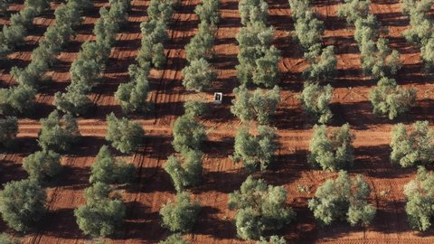 Aerial drone view of an olive trees for the production of olive oil near Antequera, Andalusia, south Spain. Olive tree fiel seen from above