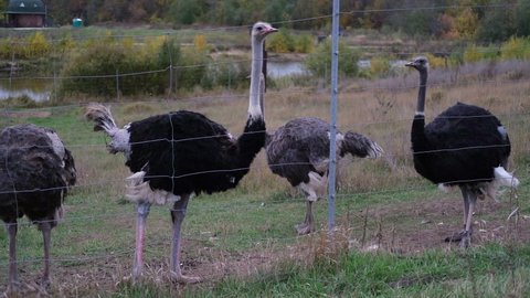 Four simply ostriches, is a species of large flightless bird