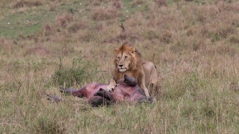 A lion hunting a hippo in Africa 