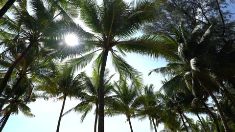 Green palm trees against blue sky background.Palm trees at sunlight on summer holiday island.Close-up.High quality 4k footage