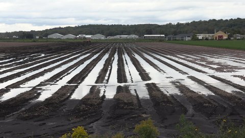 Bradford, Ontario, Canada September 2021 Massive flooding of farm fields full of crops at harvest after heavy rain storm