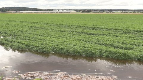 Bradford, Ontario, Canada September 2021 Major flooding of farm fields full of crops at harvest season after heavy rain storm.
