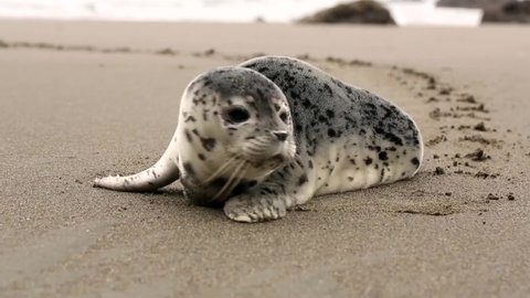 hermoso foca bebe a la orilla del mar