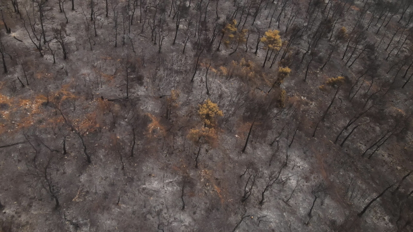 Burned Land and Forest After Wildfire. Birdseye Aerial View, Charred Trees, Ash and Destroyed Landscape, Top Down Drone Shot Royalty-Free Stock Footage #1080036218