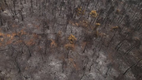 Burned Land and Forest After Wildfire. Birdseye Aerial View, Charred Trees, Ash and Destroyed Landscape, Top Down Drone Shot