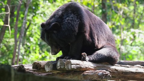 Seen stooping down and panting for fresh air then raises its head facing to the left of the frame during the morning; Asiatic Black Bear, Ursus thibetanus, Huai Kha Kaeng Wildlife Sanctuary, Thailand.