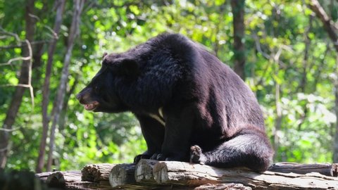 Extending its head towards its right looking far away during the morning; Asiatic Black Bear, Ursus thibetanus, Huai Kha Kaeng Wildlife Sanctuary, Thailand.
