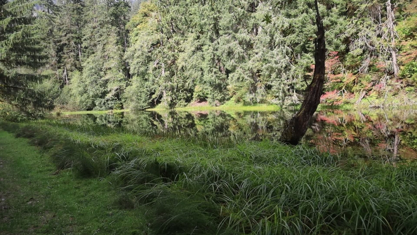 Nature and wildlife at Hoh Forest, Olympic National Park, Washington
