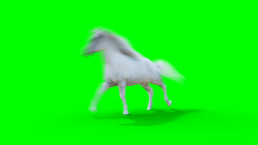 Runing white horse. Green screen realistic animation.