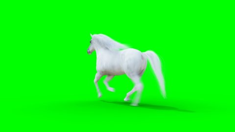 Runing white horse. Green screen realistic animation.