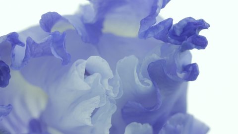 Beautiful Spring with blue Iris flower bud blooming timelapse, extreme close up. Time lapse of Easter fresh Iris opening closeup. Isolated On White background. 4K UHD video