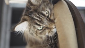 Creative vertical video for social networks, the video shows the effect before and after video processing, close-up of a Maine Coon cat