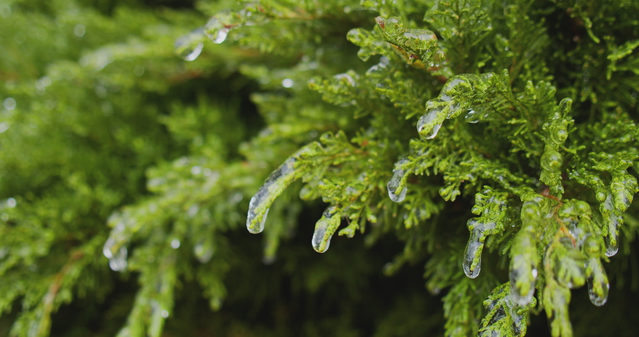 Frozen green bushes  with ice icicles, in the city.  Climatic icing. Slow motion Footage of a winter iced plants. Winter beauty in a park. Icy frosted green plants after  ice rain.  