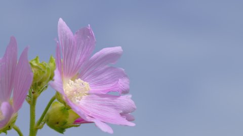 Malva alcea flower in summe meadow. Wild pink mallow. Slow motion.