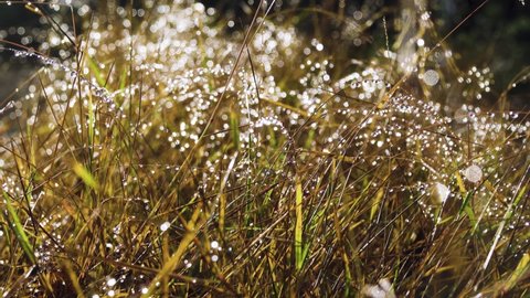 Precious grass. Dewdrops burned on the green and yellow grass in the sunlight like diamonds, sparkles