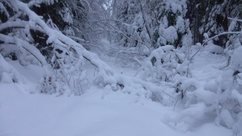 Winter Hike. Snowy forest road, snow in. Snow-covered subniveal northern forest, solid precipitation. The trees bent under the weight of the snow caps. Northern Europe