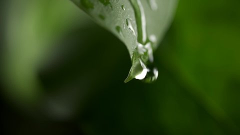 Slow motion of water droplet falling from fresh green leaf. Getting an extract from leaves of aloe vera. Dew droplets on plant. Concept of natural moisture or environment and cleanliness. Close up.