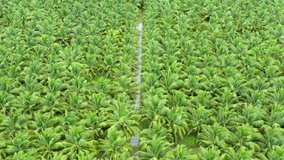 hight angle view farmland coconut plantation 4k video