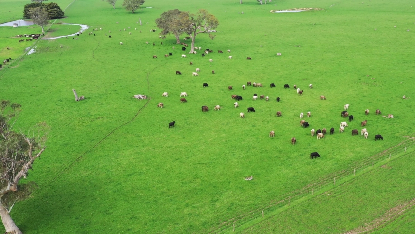 Aerial shot of a herd of stud cows and steers moving paddock and field to green long grass, in Australia. On the farm and ranch breeds include speckled park, Murray grey, angus, wagyu, dairy cows. Royalty-Free Stock Footage #1080056342
