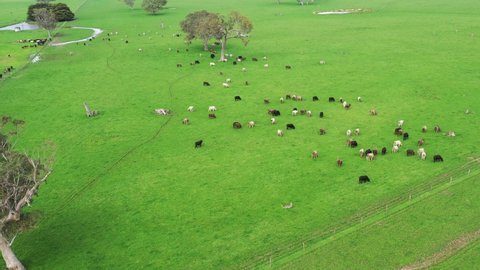 Aerial shot of a herd of stud cows and steers moving paddock and field to green long grass, in Australia. On the farm and ranch breeds include speckled park, Murray grey, angus, wagyu, dairy cows.