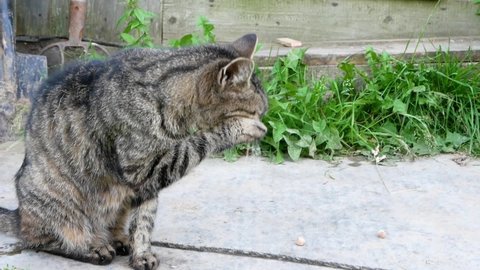 A brown tabby cat sits on the grass on a summer day and washes. Nearby there are shovels and pitchforks for the garden. She is a street cat who lives in the village and walks by herself. Slow motion v