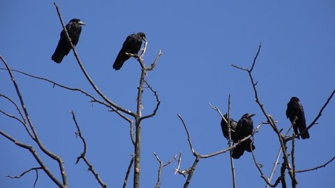 Crows on Tree, Flying Flock, Crowd of Raven in Branch, Black Bird, Birds Close up in Summer Nature, Natural Environment