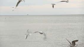 Gull. Larus argentatus. Many seagulls fly over the sea. Bird videos