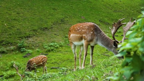 Dappled deer. A sika deer with antlers eats grass. Cervus nippon