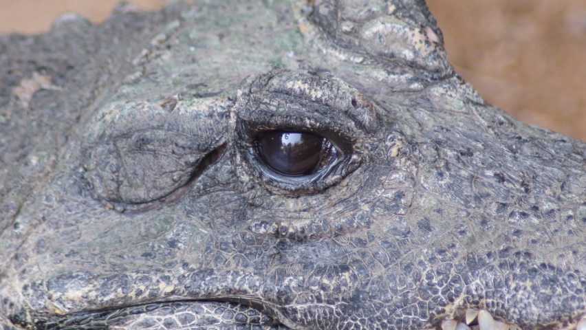 crocodile closing eye - Osteolaemus tetraspis