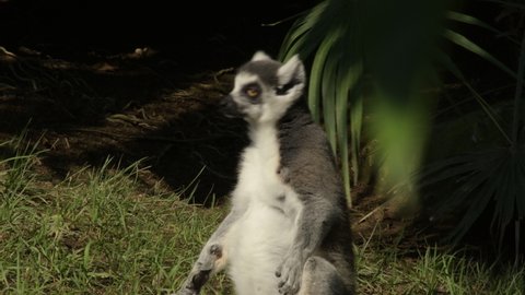 Ringtail lemur sunbatuing in a zoo park - Lemur catta