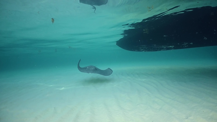 A southern stingray glides underneath a boat that is anchored at Stingray City in Grand Cayman. These gentle giants congregate in the area and have been a tourist attraction for decades