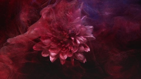 Ink water splash. Flower in glitter vapor. Scent blast. Fantasy blossom. Nature chemistry. Red blue shimmering haze revealing pink blooming daisy petals on dark abstract background.