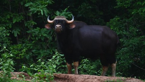 Seen looking straight to the camera and looks back as captured from a car window just before dark; Gaur, Bos gaurus, Kaneg Krachan National Park, Thailand.
