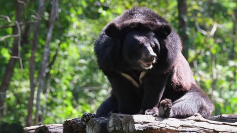 Seen during the morning sitting and looking to the right basking under the sun; Asiatic Black Bear, Ursus thibetanus, Huai Kha Kaeng Wildlife Sanctuary, Thailand.