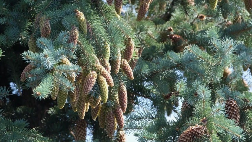 A lot of cones hang on a green spruce against a blue sky in summer. A heavy branch sways in the wind