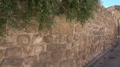 Midyat, Mardin, Turkey - 10th of June 2021: 4K Caper growing on ancient Midyat wall
