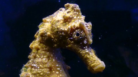 Short-snouted seahorse (Hippocampus hippocampus), fish rolls its eyes on a black background. Black Sea