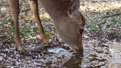 Slowmotion deer is drinking water on puddle with pink cherry blossom of forest in Japanese Nara Park. Sika cervus nippon at spring season with sakura tree in bloom. Tourist attraction of Japan.-Dan