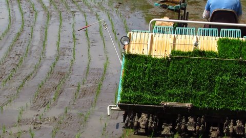 TAOYUAN, TAIWAN - Jul 30, 2021: A rice transplanter transplanting rice seedlings into rice fields in Taoyuan, Taiwan
