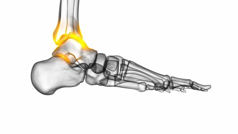 Ankle pain joint anatomy side view X-ray mode 3D render animation for medical concept