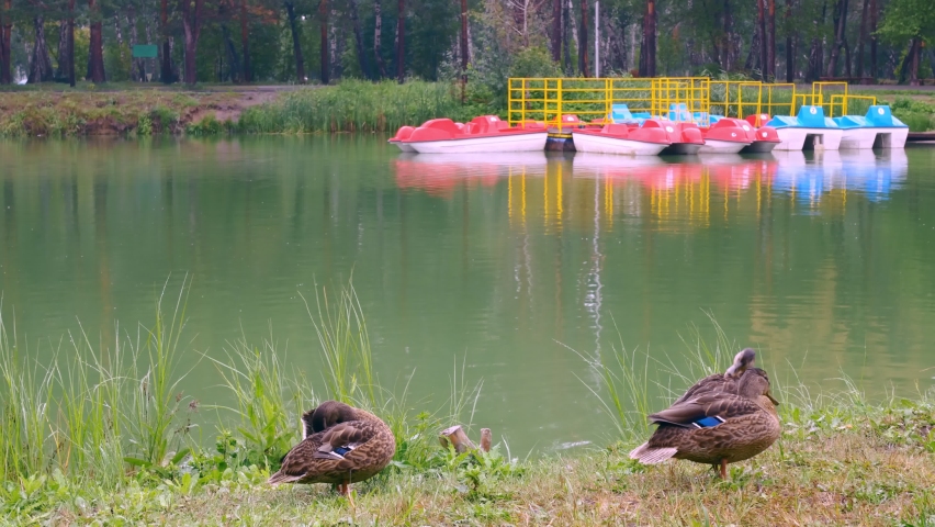 Ducks on the shore of the city lake are peacefully resting, cleaning their feathers on the trov, on the other side there is a pier with pleasure boats of different colors.