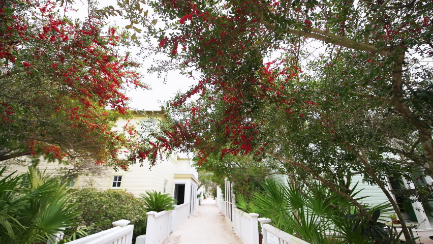 Pov point of view walking in Seaside, Florida by white beach wooden houses real estate rental timeshare property with path alley by poinciana or Brazilian pepper tree red berries trees bushes