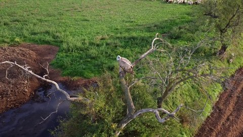 360 degrees drone view of a grey vulture perched on a branch waiting for lunch looking to the camera 