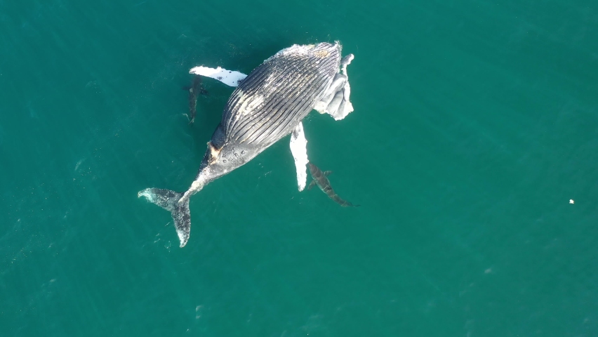 The carcass of a southern right whale is fed on by great white sharks.