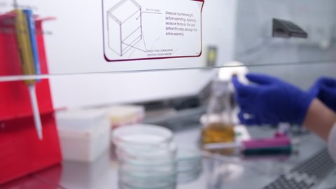 A scientist doctor prepares a workplace for an experiment in a glass sterile microbiological cabinet. A scientist moves and straightens racks and Petri dishes in a laminar flow cabinet.