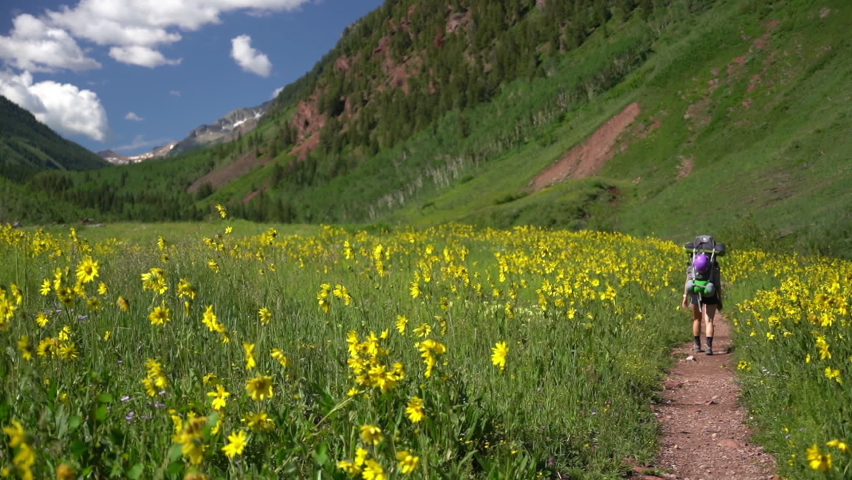 Woman With Backpack in Green Field With Wild Sunflowers on Sunny Summer Day. Maroon Bells Snowmass Wilderness, Rocky Mountains, Colorado USA, Back View, Full Frame