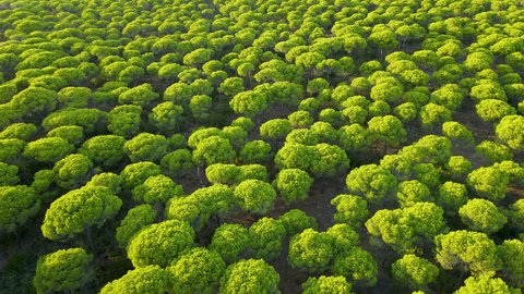 Evergreen Stone Pine Forest in Cartaya Spanish locality in the Province of Huelva, Andalusia, aerial backwords flyover