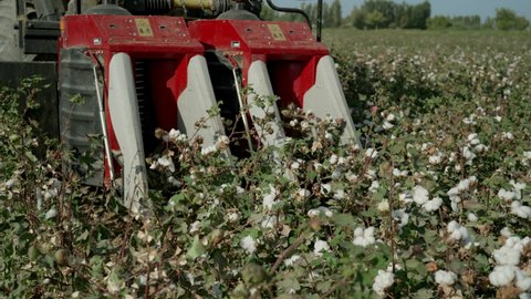 A close-up of the start of the cotton harvester mechanism and the start of work, moving through the beds and harvesting mature cotton. Cotton field.