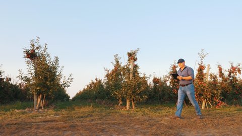 apple harvesting. farmer with digital tablet in hands, is walking through ripe apple tree rows, in apple orchard, at sunset. side view.